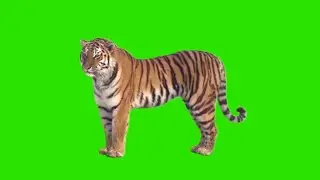 Tiger Green screen video effect free download