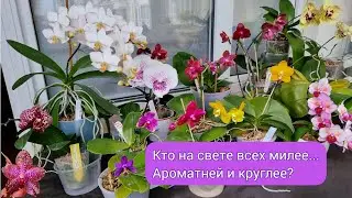 Цветение коллекции орхидей Mituo, Бабочки, violacea. Кто милее и круглее, где король и королева?