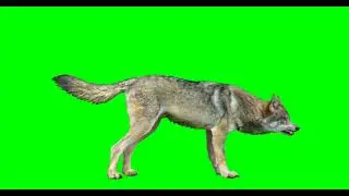 Green Screen | Chroma Key | isolated wolf various actions | 4K | HD