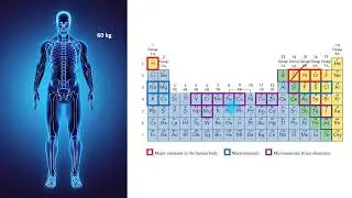Elements that Make up the Human Body