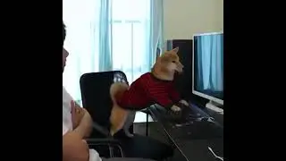 a gamer dog