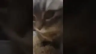 чипи чипи чапа чапа голосом жителя #мем #чипичипичапачапа
