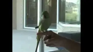 This Parrot Does the Most Amazing Things Ever!
