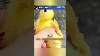 Утёнок носится по трассе 😲🐤