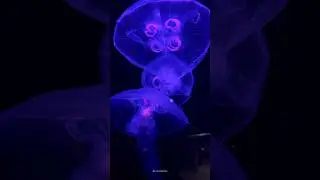 I can watch  jellyfish all day 