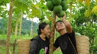 Plant more beans - Harvesting papaya fruit gardens to sell at the market/ SUNG A PAO HG