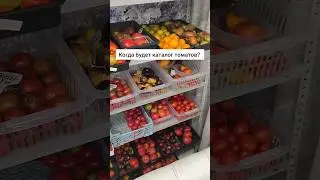 Когда будет каталог томатов? Сколько ещё ждать!? #помидоры #огород #томаты #урожай