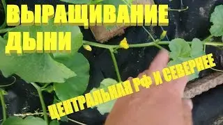 Выращивание дыни.Арбузы и дыни в открытом грунте