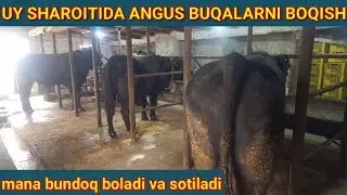 Uy sharoitida ANGUS BUQALARNI BOQISH MANA BUNDOQ BOLADI ozingiz korib baho bering