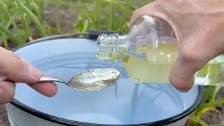 Manure No More Needed! Pour 2 Scoops of Penny Powder into a Spring Watering Bucket!