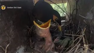 Common myna Birds Feed the baby in the nest well [ 26] [ Review Bird Nest ]