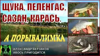 Щука, сазан, карась, пеленгас. А если нет нереиса?