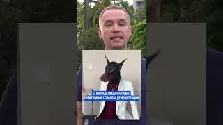Зачем собака рекламирует одежду для людей
