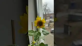 подсолнух на подоконнике.