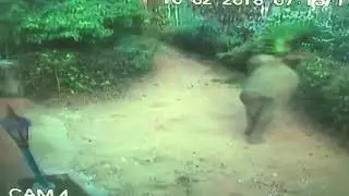 Angry Elephants Video Compilation