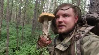 Я ИХ РВАЛ А ОНИ НЕ КОНЧАЛИСЬ. ПОХОД ЗА ГРИБАМИ. СБОР ГРИБОВ В КАРЕЛИИ. МНОГО ГРИБОВ. БОГАТЫЙ ЛЕС