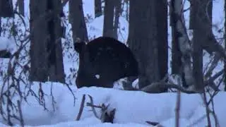 ОХОТА НА ГЛУХАРЯ  НА ТОКУ / ВЕСНА 2021