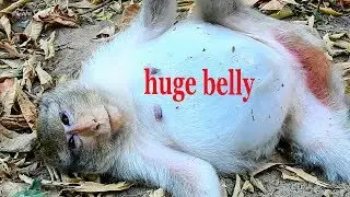 Can anyone help to name unborn baby monkey of Sirika mom cos maybe she will be giving birth sooner.