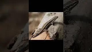 Трехлинейчатая ящерица