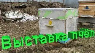 Профессор Кашковский про выставку пчёл