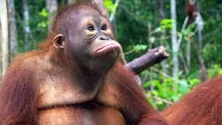 Baby Orangutans Deal with Back-to-School Jitters
