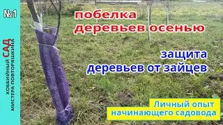 Осенние работы в саду. Побелка деревьев и защита от зайцев. Заметки начинающего садовода