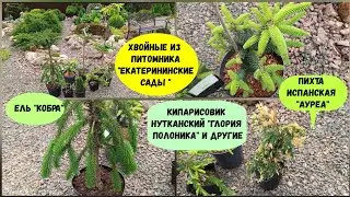 Хвойные из питомника "Екатерининские Сады".