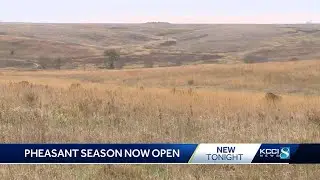 Pheasant hunting season begins in Iowa with near-perfect conditions