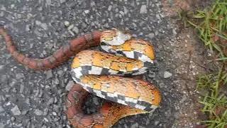 Defensive Corn Snake