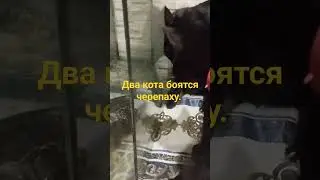 Коты испугались черепаху