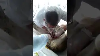 Операция паховая грыжа на новорожденном жеребёнке. (1)