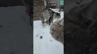 Когда Кот Почувствовал Поддержку 😂😂
