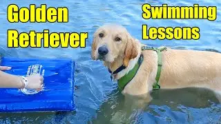 Golden Retriever Gets Swimming Lessons