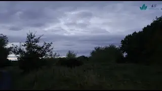 A quiet walk between horse fields at night (Featuring a Frog)