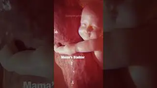 MAGICAL: What babies do in the WOMB 😍 