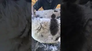 Waves Of Spots Fall From Appaloosa Llama