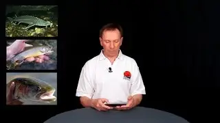 The Spawning Ban on the Udmurt Republic