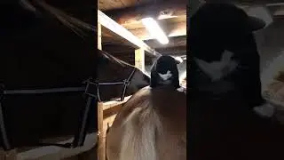 Horse Gives Cat Gentle Kisses