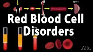 Red Blood Cell Life Cycle and Disorders, Animation