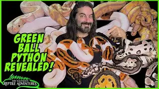 BALL PYTHONS I HATCHED and CHANNEL UPDATE!