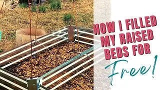 Is raised bed gardening really better? | Urban homestead vlog