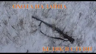 Охота на зайца 21 11 2022 нагоном и с подхода