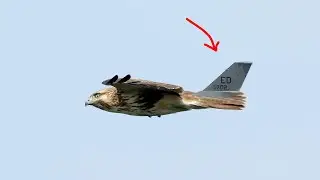 Why birds don't use a vertical fin? | Birds vs Airplanes (the vertical stabilizer)