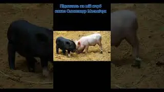 підписка на другий канал