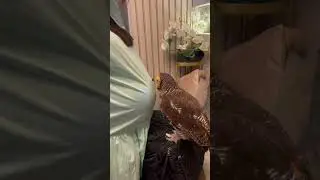 Fenomena burung hantu luar biasa!