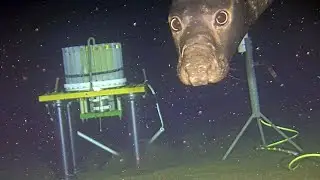 Cheeky seals caught using deep-sea research sonar as dinner bell | SWNS