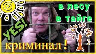 Как фермер местный житель стал преступником ! Занимаясь хозяйственной деятельностью в лесах Сибири.