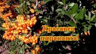 Ornamental shrubs. Pyracantha shrub. Planting seeds pyracantha, experiment