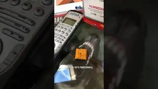 Не самый сообразительный пёсик 😂 