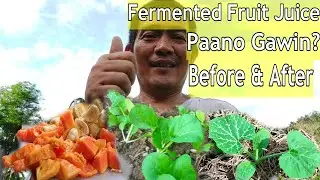 Fermented Fruit Juice 101:Paano Gawin, I-apply at Epekto Sa Halman?FFJ Before and After